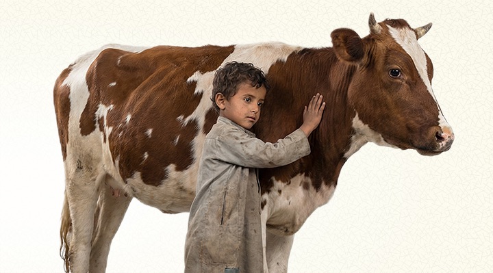 Yemen Vacip Kurban - Hisse