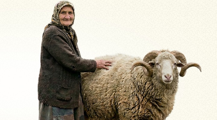 Bosna Hersek Vacip Kurban - Küçükbaş
